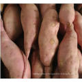 Fresh Sweet Potato China High Quality